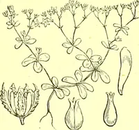 Picture 255 of 757 from Flore pittoresque de la France : anatomie, physiologie, classification, description des plantes indigènes et cultivées au point de vue de l'agriculture, de l'horticulture et de la sylviculture / publiée sous la direction de J. Rothschild. (1885), leaf 225