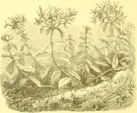 An illustration from Flore pittoresque de la France : anatomie, physiologie, classification, description des plantes indigènes et cultivées au point de vue de l'agriculture, de l'horticulture et de la sylviculture / publiée sous la direction de J. Rothschild. (1885)
