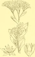 Picture 258 of 757 from Flore pittoresque de la France : anatomie, physiologie, classification, description des plantes indigènes et cultivées au point de vue de l'agriculture, de l'horticulture et de la sylviculture / publiée sous la direction de J. Rothschild. (1885), leaf 226