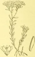 An illustration from Flore pittoresque de la France : anatomie, physiologie, classification, description des plantes indigènes et cultivées au point de vue de l'agriculture, de l'horticulture et de la sylviculture / publiée sous la direction de J. Rothschild. (1885)