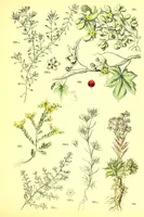 Picture 260 of 757 from Flore pittoresque de la France : anatomie, physiologie, classification, description des plantes indigènes et cultivées au point de vue de l'agriculture, de l'horticulture et de la sylviculture / publiée sous la direction de J. Rothschild. (1885), leaf 227