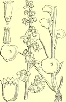 Picture 261 of 757 from Flore pittoresque de la France : anatomie, physiologie, classification, description des plantes indigènes et cultivées au point de vue de l'agriculture, de l'horticulture et de la sylviculture / publiée sous la direction de J. Rothschild. (1885), leaf 229
