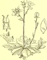 An illustration from Flore pittoresque de la France : anatomie, physiologie, classification, description des plantes indigènes et cultivées au point de vue de l'agriculture, de l'horticulture et de la sylviculture / publiée sous la direction de J. Rothschild. (1885)