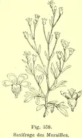 Picture 263 of 757 from Flore pittoresque de la France : anatomie, physiologie, classification, description des plantes indigènes et cultivées au point de vue de l'agriculture, de l'horticulture et de la sylviculture / publiée sous la direction de J. Rothschild. (1885), leaf 229