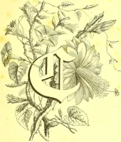 An illustration from Flore pittoresque de la France : anatomie, physiologie, classification, description des plantes indigènes et cultivées au point de vue de l'agriculture, de l'horticulture et de la sylviculture / publiée sous la direction de J. Rothschild. (1885)