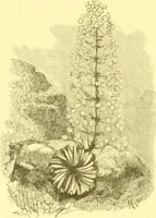 An illustration from Flore pittoresque de la France : anatomie, physiologie, classification, description des plantes indigènes et cultivées au point de vue de l'agriculture, de l'horticulture et de la sylviculture / publiée sous la direction de J. Rothschild. (1885)