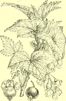 An illustration from Flore pittoresque de la France : anatomie, physiologie, classification, description des plantes indigènes et cultivées au point de vue de l'agriculture, de l'horticulture et de la sylviculture / publiée sous la direction de J. Rothschild. (1885)