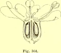 Picture 267 of 757 from Flore pittoresque de la France : anatomie, physiologie, classification, description des plantes indigènes et cultivées au point de vue de l'agriculture, de l'horticulture et de la sylviculture / publiée sous la direction de J. Rothschild. (1885), leaf 233