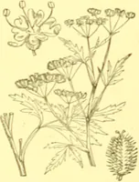 An illustration from Flore pittoresque de la France : anatomie, physiologie, classification, description des plantes indigènes et cultivées au point de vue de l'agriculture, de l'horticulture et de la sylviculture / publiée sous la direction de J. Rothschild. (1885)