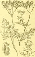 An illustration from Flore pittoresque de la France : anatomie, physiologie, classification, description des plantes indigènes et cultivées au point de vue de l'agriculture, de l'horticulture et de la sylviculture / publiée sous la direction de J. Rothschild. (1885)