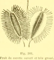 An illustration from Flore pittoresque de la France : anatomie, physiologie, classification, description des plantes indigènes et cultivées au point de vue de l'agriculture, de l'horticulture et de la sylviculture / publiée sous la direction de J. Rothschild. (1885)