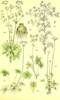 Picture 271 of 757 from Flore pittoresque de la France : anatomie, physiologie, classification, description des plantes indigènes et cultivées au point de vue de l'agriculture, de l'horticulture et de la sylviculture / publiée sous la direction de J. Rothschild. (1885), leaf 235