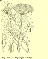 Picture 272 of 757 from Flore pittoresque de la France : anatomie, physiologie, classification, description des plantes indigènes et cultivées au point de vue de l'agriculture, de l'horticulture et de la sylviculture / publiée sous la direction de J. Rothschild. (1885), leaf 237