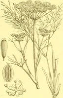 Picture 273 of 757 from Flore pittoresque de la France : anatomie, physiologie, classification, description des plantes indigènes et cultivées au point de vue de l'agriculture, de l'horticulture et de la sylviculture / publiée sous la direction de J. Rothschild. (1885), leaf 238