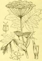 Picture 274 of 757 from Flore pittoresque de la France : anatomie, physiologie, classification, description des plantes indigènes et cultivées au point de vue de l'agriculture, de l'horticulture et de la sylviculture / publiée sous la direction de J. Rothschild. (1885), leaf 238