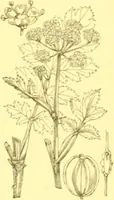 Picture 275 of 757 from Flore pittoresque de la France : anatomie, physiologie, classification, description des plantes indigènes et cultivées au point de vue de l'agriculture, de l'horticulture et de la sylviculture / publiée sous la direction de J. Rothschild. (1885), leaf 238