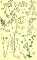 Picture 276 of 757 from Flore pittoresque de la France : anatomie, physiologie, classification, description des plantes indigènes et cultivées au point de vue de l'agriculture, de l'horticulture et de la sylviculture / publiée sous la direction de J. Rothschild. (1885), leaf 239