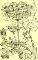 Picture 277 of 757 from Flore pittoresque de la France : anatomie, physiologie, classification, description des plantes indigènes et cultivées au point de vue de l'agriculture, de l'horticulture et de la sylviculture / publiée sous la direction de J. Rothschild. (1885), leaf 241