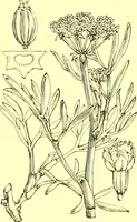Picture 278 of 757 from Flore pittoresque de la France : anatomie, physiologie, classification, description des plantes indigènes et cultivées au point de vue de l'agriculture, de l'horticulture et de la sylviculture / publiée sous la direction de J. Rothschild. (1885), leaf 241
