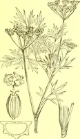 Picture 279 of 757 from Flore pittoresque de la France : anatomie, physiologie, classification, description des plantes indigènes et cultivées au point de vue de l'agriculture, de l'horticulture et de la sylviculture / publiée sous la direction de J. Rothschild. (1885), leaf 241