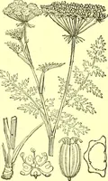 Picture 280 of 757 from Flore pittoresque de la France : anatomie, physiologie, classification, description des plantes indigènes et cultivées au point de vue de l'agriculture, de l'horticulture et de la sylviculture / publiée sous la direction de J. Rothschild. (1885), leaf 241