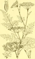 An illustration from Flore pittoresque de la France : anatomie, physiologie, classification, description des plantes indigènes et cultivées au point de vue de l'agriculture, de l'horticulture et de la sylviculture / publiée sous la direction de J. Rothschild. (1885)