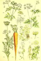 Picture 282 of 757 from Flore pittoresque de la France : anatomie, physiologie, classification, description des plantes indigènes et cultivées au point de vue de l'agriculture, de l'horticulture et de la sylviculture / publiée sous la direction de J. Rothschild. (1885), leaf 243