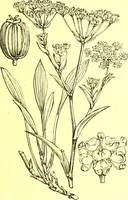 Picture 283 of 757 from Flore pittoresque de la France : anatomie, physiologie, classification, description des plantes indigènes et cultivées au point de vue de l'agriculture, de l'horticulture et de la sylviculture / publiée sous la direction de J. Rothschild. (1885), leaf 245