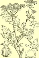 Picture 284 of 757 from Flore pittoresque de la France : anatomie, physiologie, classification, description des plantes indigènes et cultivées au point de vue de l'agriculture, de l'horticulture et de la sylviculture / publiée sous la direction de J. Rothschild. (1885), leaf 245