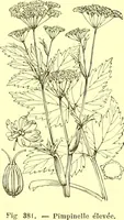 Picture 285 of 757 from Flore pittoresque de la France : anatomie, physiologie, classification, description des plantes indigènes et cultivées au point de vue de l'agriculture, de l'horticulture et de la sylviculture / publiée sous la direction de J. Rothschild. (1885), leaf 245