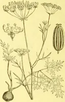 Picture 286 of 757 from Flore pittoresque de la France : anatomie, physiologie, classification, description des plantes indigènes et cultivées au point de vue de l'agriculture, de l'horticulture et de la sylviculture / publiée sous la direction de J. Rothschild. (1885), leaf 246