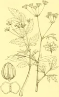 Picture 287 of 757 from Flore pittoresque de la France : anatomie, physiologie, classification, description des plantes indigènes et cultivées au point de vue de l'agriculture, de l'horticulture et de la sylviculture / publiée sous la direction de J. Rothschild. (1885), leaf 246