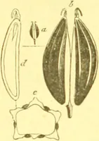 An illustration from Flore pittoresque de la France : anatomie, physiologie, classification, description des plantes indigènes et cultivées au point de vue de l'agriculture, de l'horticulture et de la sylviculture / publiée sous la direction de J. Rothschild. (1885)