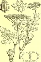Picture 289 of 757 from Flore pittoresque de la France : anatomie, physiologie, classification, description des plantes indigènes et cultivées au point de vue de l'agriculture, de l'horticulture et de la sylviculture / publiée sous la direction de J. Rothschild. (1885), leaf 247