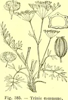 Picture 290 of 757 from Flore pittoresque de la France : anatomie, physiologie, classification, description des plantes indigènes et cultivées au point de vue de l'agriculture, de l'horticulture et de la sylviculture / publiée sous la direction de J. Rothschild. (1885), leaf 247