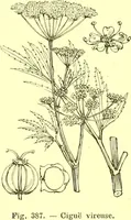 Picture 291 of 757 from Flore pittoresque de la France : anatomie, physiologie, classification, description des plantes indigènes et cultivées au point de vue de l'agriculture, de l'horticulture et de la sylviculture / publiée sous la direction de J. Rothschild. (1885), leaf 247