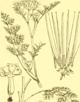Picture 292 of 757 from Flore pittoresque de la France : anatomie, physiologie, classification, description des plantes indigènes et cultivées au point de vue de l'agriculture, de l'horticulture et de la sylviculture / publiée sous la direction de J. Rothschild. (1885), leaf 248