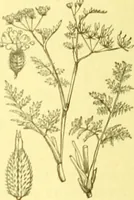 Picture 293 of 757 from Flore pittoresque de la France : anatomie, physiologie, classification, description des plantes indigènes et cultivées au point de vue de l'agriculture, de l'horticulture et de la sylviculture / publiée sous la direction de J. Rothschild. (1885), leaf 248