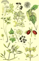 Picture 294 of 757 from Flore pittoresque de la France : anatomie, physiologie, classification, description des plantes indigènes et cultivées au point de vue de l'agriculture, de l'horticulture et de la sylviculture / publiée sous la direction de J. Rothschild. (1885), leaf 249