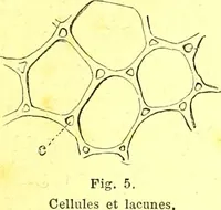 Picture 12 of 757 from Flore pittoresque de la France : anatomie, physiologie, classification, description des plantes indigènes et cultivées au point de vue de l'agriculture, de l'horticulture et de la sylviculture / publiée sous la direction de J. Rothschild. (1885), leaf 25