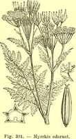 Picture 295 of 757 from Flore pittoresque de la France : anatomie, physiologie, classification, description des plantes indigènes et cultivées au point de vue de l'agriculture, de l'horticulture et de la sylviculture / publiée sous la direction de J. Rothschild. (1885), leaf 251