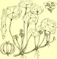 An illustration from Flore pittoresque de la France : anatomie, physiologie, classification, description des plantes indigènes et cultivées au point de vue de l'agriculture, de l'horticulture et de la sylviculture / publiée sous la direction de J. Rothschild. (1885)