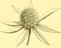 An illustration from Flore pittoresque de la France : anatomie, physiologie, classification, description des plantes indigènes et cultivées au point de vue de l'agriculture, de l'horticulture et de la sylviculture / publiée sous la direction de J. Rothschild. (1885)