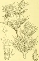 An illustration from Flore pittoresque de la France : anatomie, physiologie, classification, description des plantes indigènes et cultivées au point de vue de l'agriculture, de l'horticulture et de la sylviculture / publiée sous la direction de J. Rothschild. (1885)