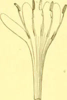 Picture 299 of 757 from Flore pittoresque de la France : anatomie, physiologie, classification, description des plantes indigènes et cultivées au point de vue de l'agriculture, de l'horticulture et de la sylviculture / publiée sous la direction de J. Rothschild. (1885), leaf 254
