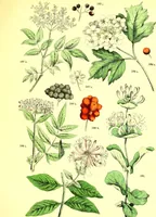 An illustration from Flore pittoresque de la France : anatomie, physiologie, classification, description des plantes indigènes et cultivées au point de vue de l'agriculture, de l'horticulture et de la sylviculture / publiée sous la direction de J. Rothschild. (1885)