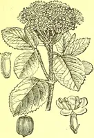 Picture 301 of 757 from Flore pittoresque de la France : anatomie, physiologie, classification, description des plantes indigènes et cultivées au point de vue de l'agriculture, de l'horticulture et de la sylviculture / publiée sous la direction de J. Rothschild. (1885), leaf 257