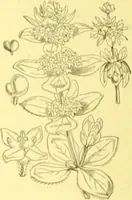 An illustration from Flore pittoresque de la France : anatomie, physiologie, classification, description des plantes indigènes et cultivées au point de vue de l'agriculture, de l'horticulture et de la sylviculture / publiée sous la direction de J. Rothschild. (1885)