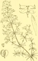 An illustration from Flore pittoresque de la France : anatomie, physiologie, classification, description des plantes indigènes et cultivées au point de vue de l'agriculture, de l'horticulture et de la sylviculture / publiée sous la direction de J. Rothschild. (1885)