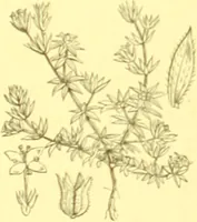 An illustration from Flore pittoresque de la France : anatomie, physiologie, classification, description des plantes indigènes et cultivées au point de vue de l'agriculture, de l'horticulture et de la sylviculture / publiée sous la direction de J. Rothschild. (1885)